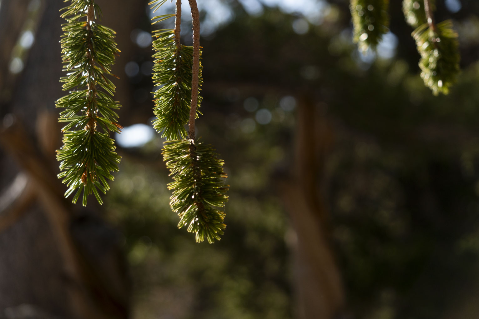 Three bristecone pine branches catch light against the rest of the tree dark and blurry in the background